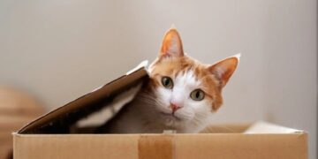 Is It Even Possible to Understand Quantum Mechanics?