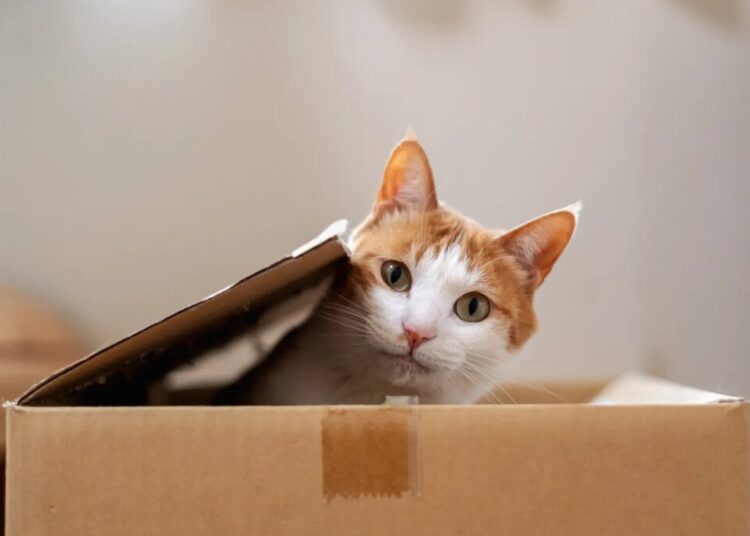 Is It Even Possible to Understand Quantum Mechanics?