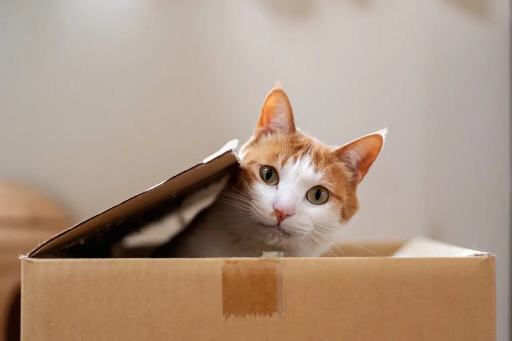 Is It Even Possible to Understand Quantum Mechanics?
