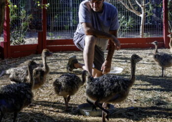 Bullets, blood and ostrich feathers: Why are they killing Mike Matson’s beloved desert birds?