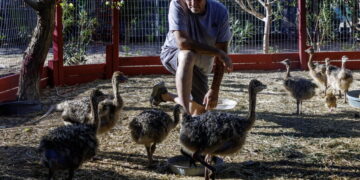 Bullets, blood and ostrich feathers: Why are they killing Mike Matson’s beloved desert birds?