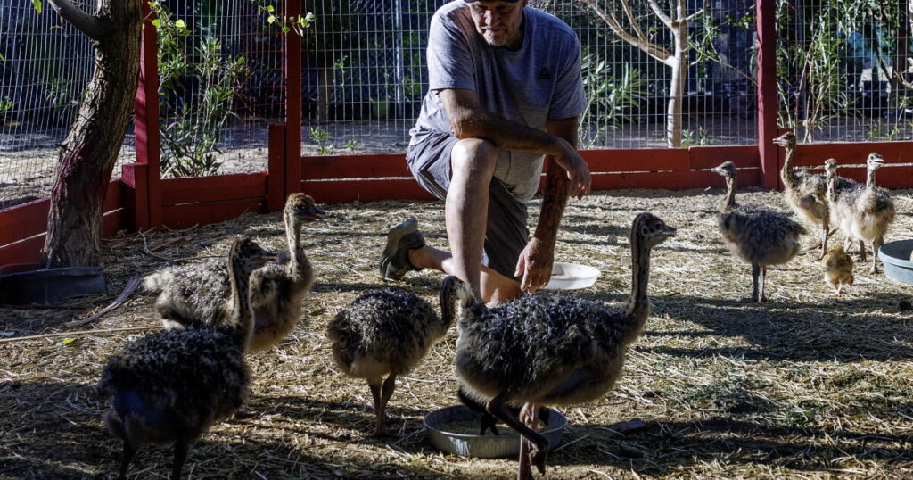 Bullets, blood and ostrich feathers: Why are they killing Mike Matson’s beloved desert birds?