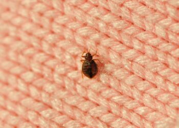 What bedbug bites look like — and 4 other signs of an infestation