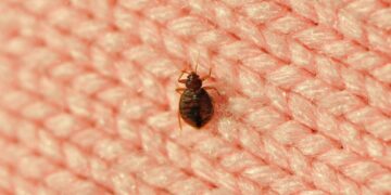 What bedbug bites look like — and 4 other signs of an infestation