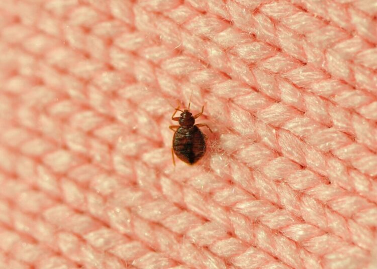 What bedbug bites look like — and 4 other signs of an infestation