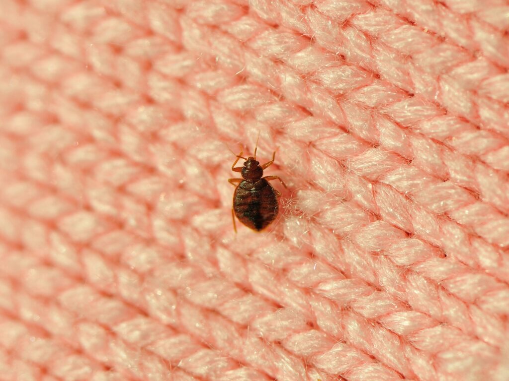 What bedbug bites look like — and 4 other signs of an infestation