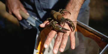 American Crayfish Are Running Amok in Europe
