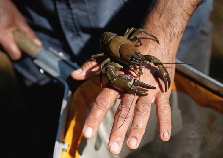 American Crayfish Are Running Amok in Europe
