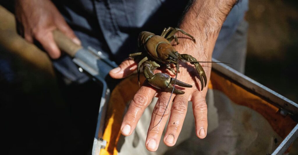 American Crayfish Are Running Amok in Europe