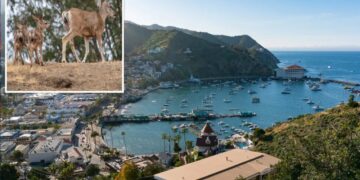 Thousands of deer to be killed on Catalina Island — and why it’ll stop wildfires