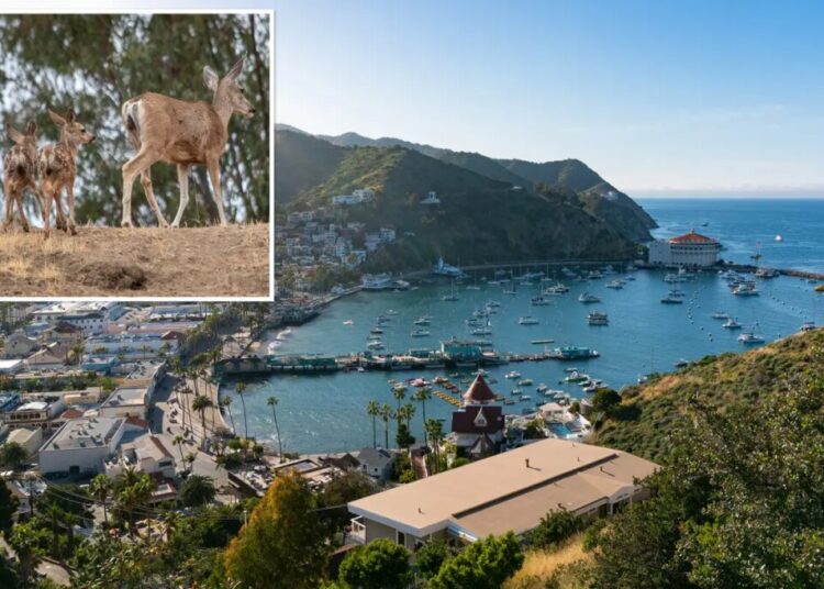 Thousands of deer to be killed on Catalina Island — and why it’ll stop wildfires