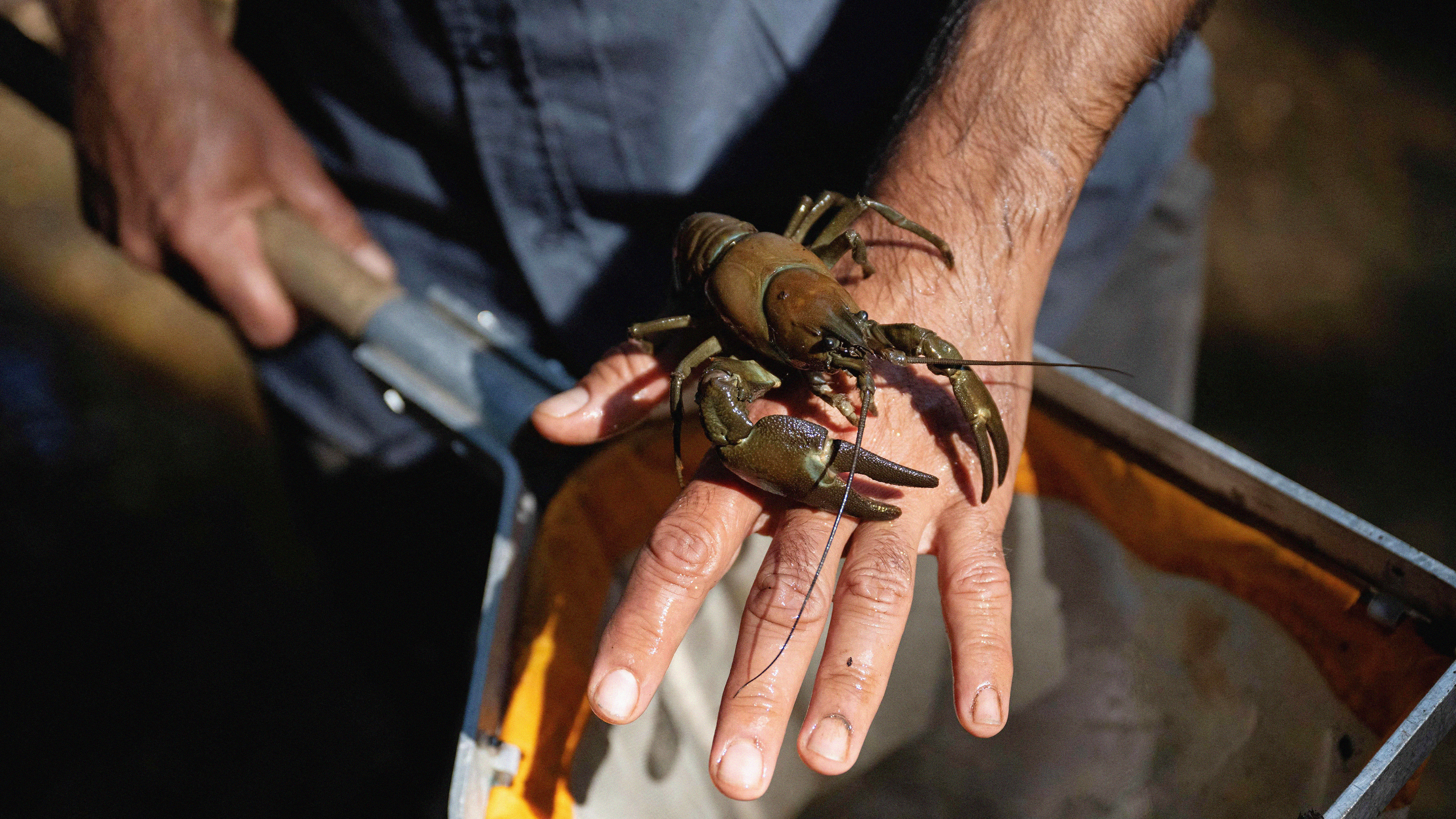 A crayfish sits on a person's outstretched hand.