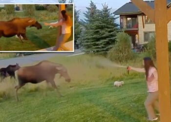 Montana woman uses bear spray to save her 3 dogs from moose ambush, wild video shows