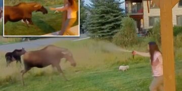 Montana woman uses bear spray to save her 3 dogs from moose ambush, wild video shows