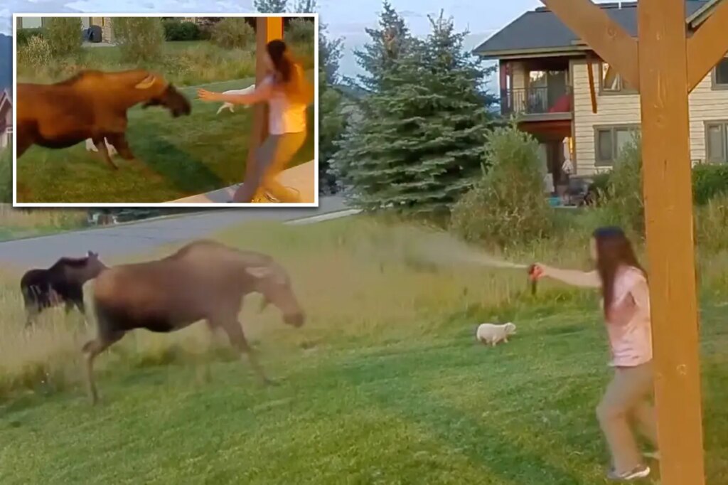 Montana woman uses bear spray to save her 3 dogs from moose ambush, wild video shows