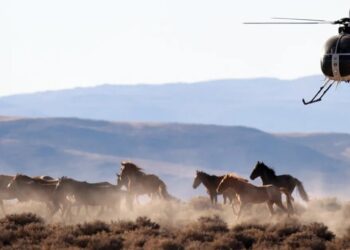 The US beef industry wants America to slaughter wild horses for meat