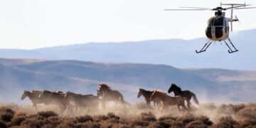 The US beef industry wants America to slaughter wild horses for meat