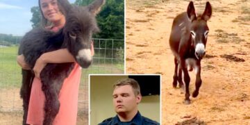 Georgia cop reveals why he killed baby donkey HeeHaw as owner shares heartbreaking video of beloved animal’s final days