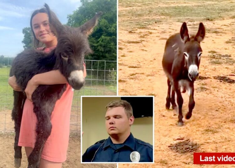 Georgia cop reveals why he killed baby donkey HeeHaw as owner shares heartbreaking video of beloved animal’s final days