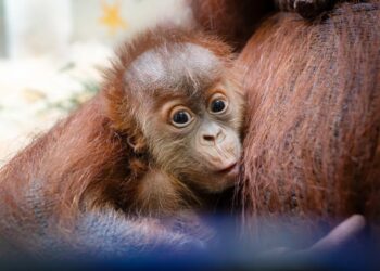 How a Secret Orangutan Breeding Program Is Creating a Baby Boom