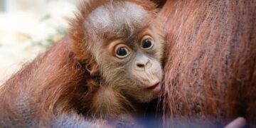 How a Secret Orangutan Breeding Program Is Creating a Baby Boom