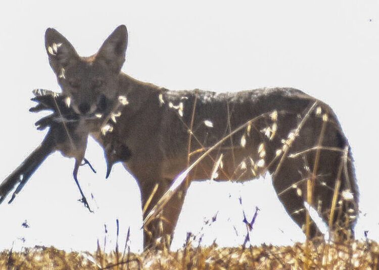 Photo of Road Runner Snagged by Coyote Shows That Cartoons Were a Lie
