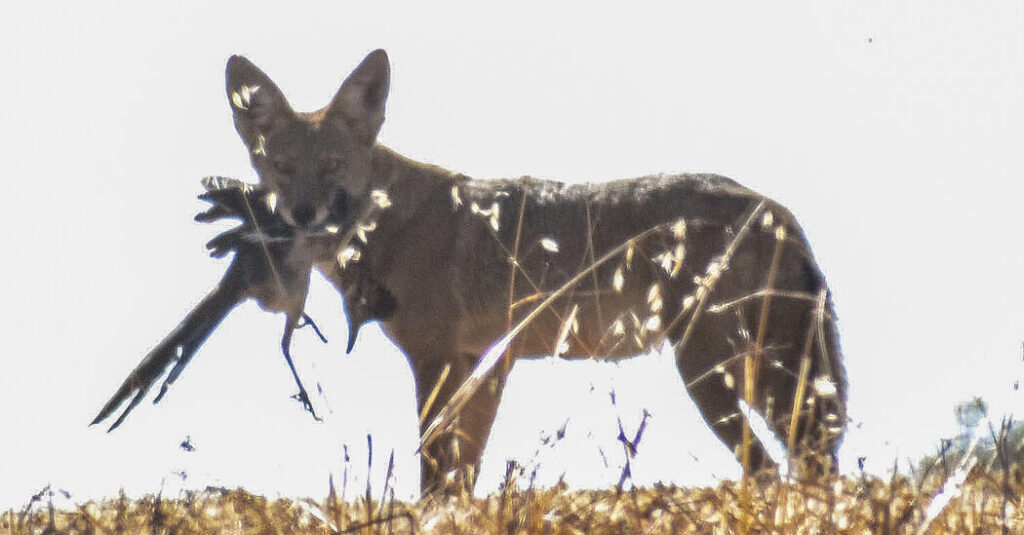 Photo of Road Runner Snagged by Coyote Shows That Cartoons Were a Lie