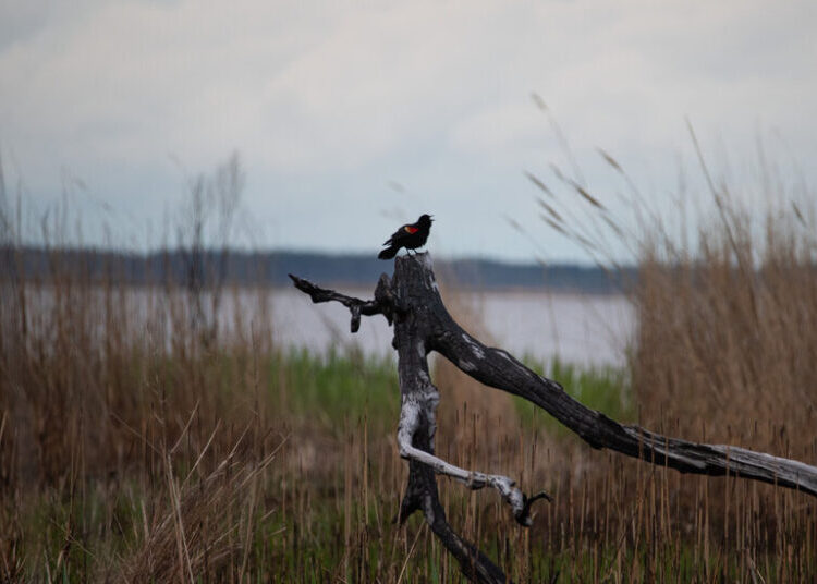 Trump Administration Moves to Drop Protections for More Wetlands