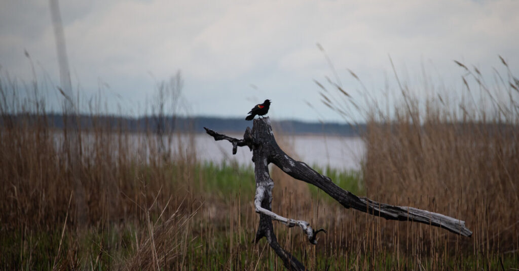 Trump Administration Moves to Drop Protections for More Wetlands