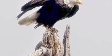 Celebrate California Wildlife Day in honor of iconic Big Bear bald eagle Jackie
