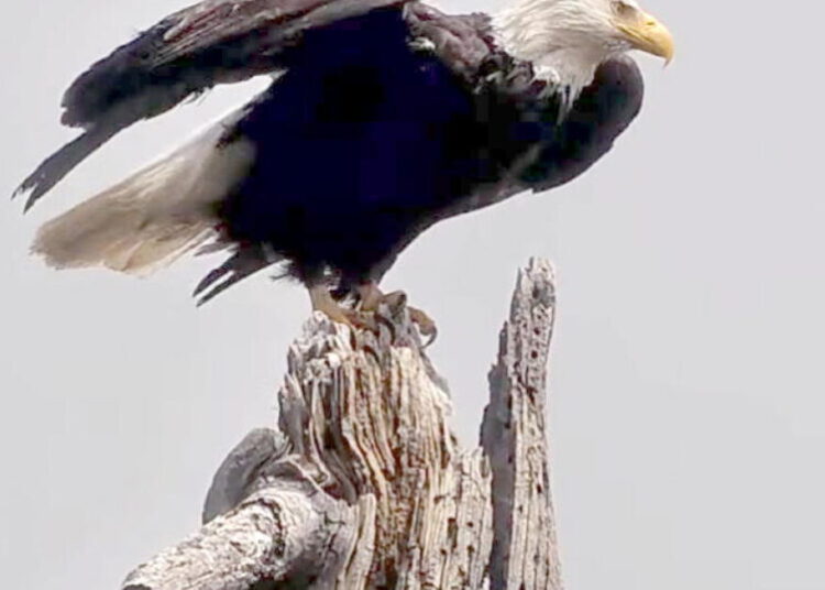 Celebrate California Wildlife Day in honor of iconic Big Bear bald eagle Jackie