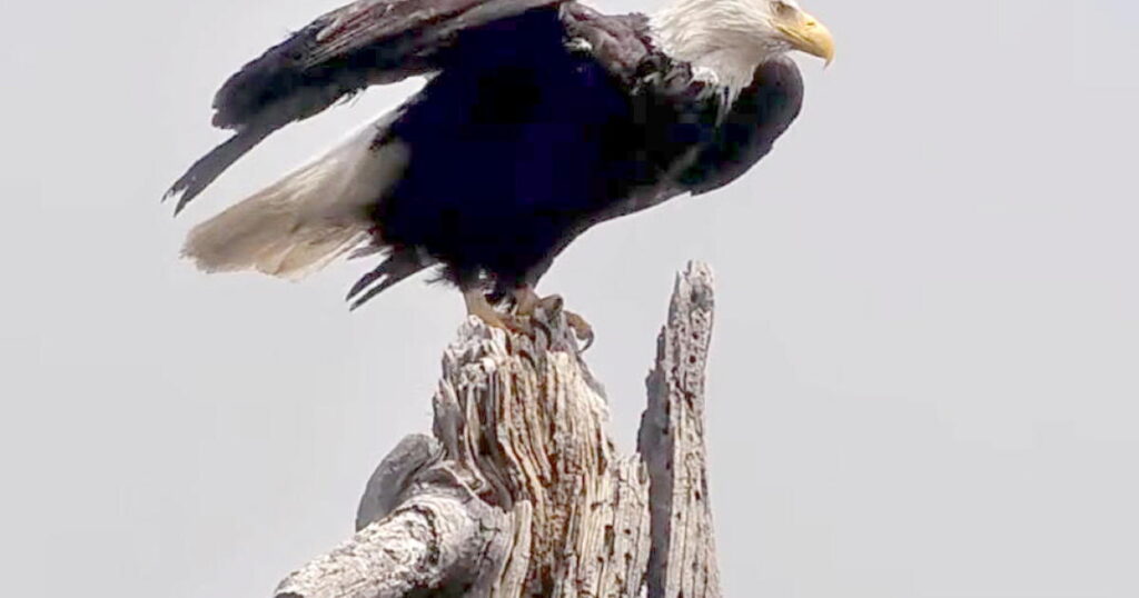 Celebrate California Wildlife Day in honor of iconic Big Bear bald eagle Jackie