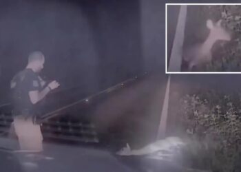 Texas deputy jumps out of his skin, screams as ‘dead’ deer springs back to life in hilarious video