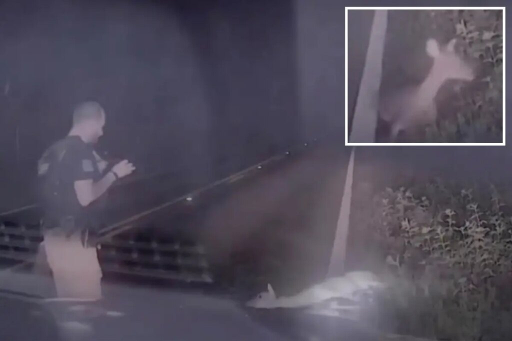 Texas deputy jumps out of his skin, screams as ‘dead’ deer springs back to life in hilarious video