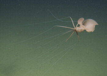 ‘I was just mesmerized.’ Researchers capture first northeast Pacific sighting of spooky squid