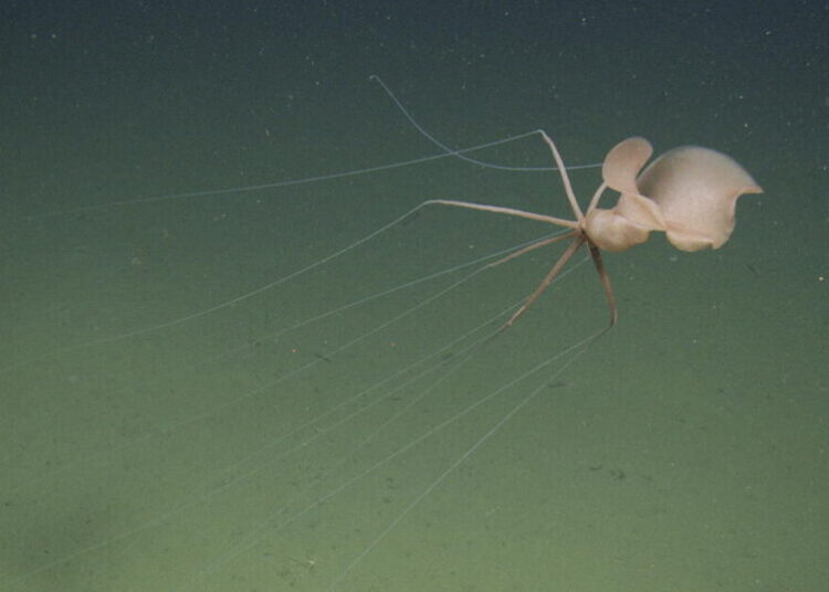 ‘I was just mesmerized.’ Researchers capture first northeast Pacific sighting of spooky squid