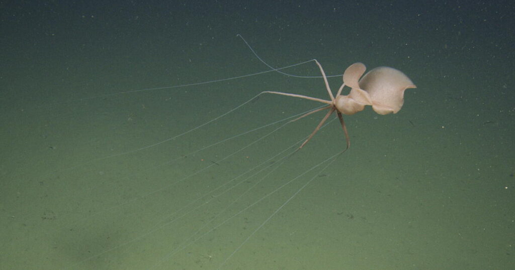 ‘I was just mesmerized.’ Researchers capture first northeast Pacific sighting of spooky squid