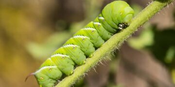 Scientists Put Caterpillars in an Ultraquiet Chamber to Learn How They Hear Without Ears