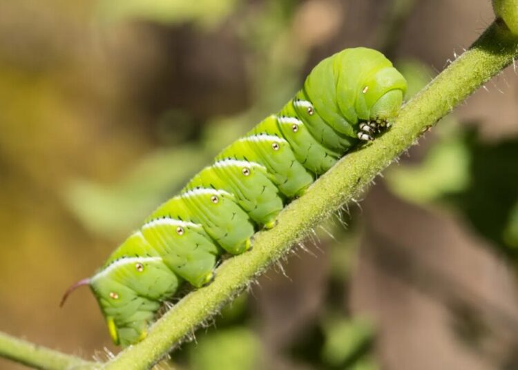 Scientists Put Caterpillars in an Ultraquiet Chamber to Learn How They Hear Without Ears