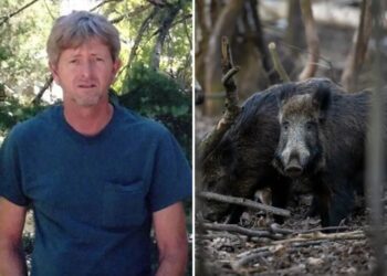 Recently retired Oklahoma man, 63, dies after driving into pack of wild hogs