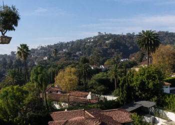 The Latest Wealth Flex: Big Trees