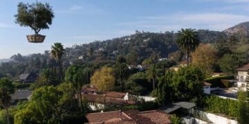 The Latest Wealth Flex: Big Trees