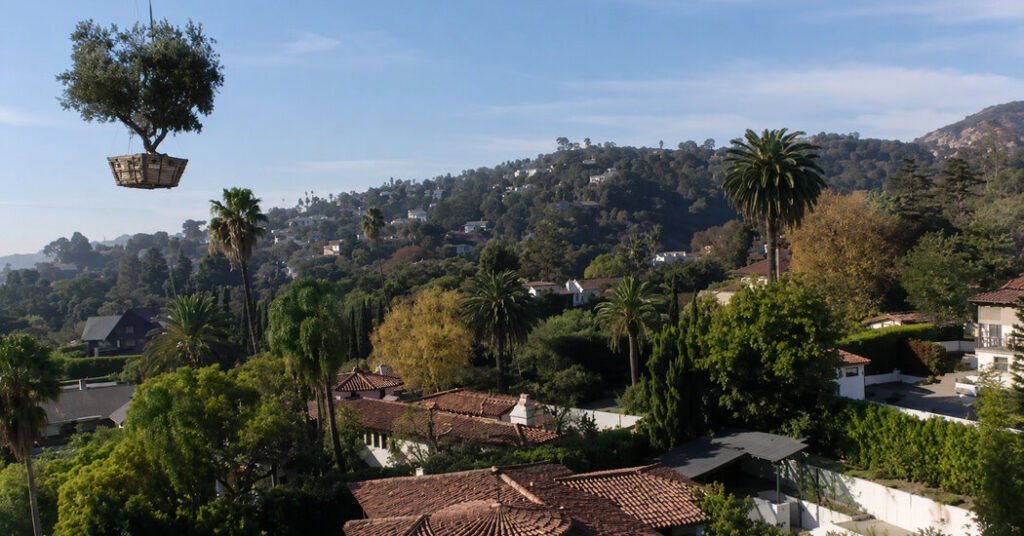 The Latest Wealth Flex: Big Trees