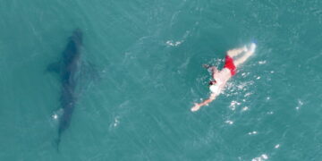 ‘People aren’t food.’ Footage shows shark circling swimmer at SoCal beach