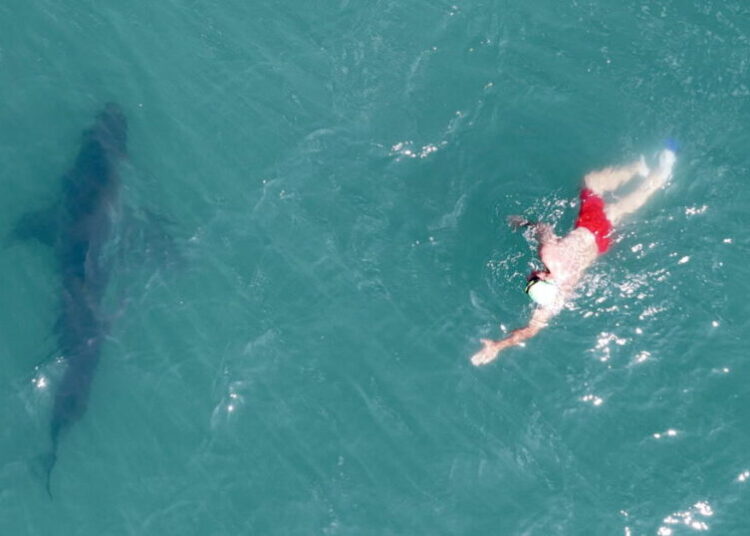 ‘People aren’t food.’ Footage shows shark circling swimmer at SoCal beach