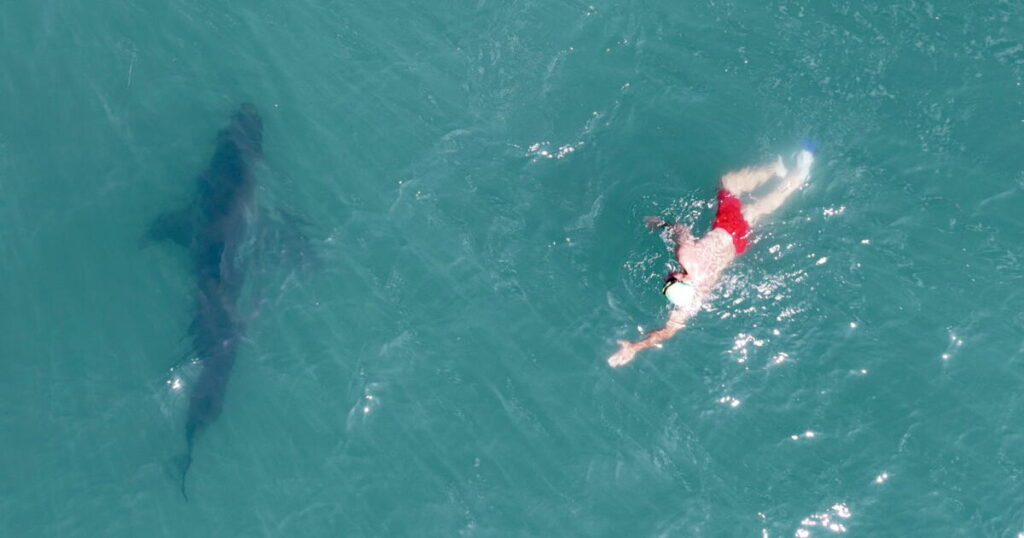‘People aren’t food.’ Footage shows shark circling swimmer at SoCal beach