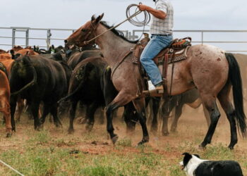 Global warming is ruining their way of life. These Colorado ranchers demand accountability