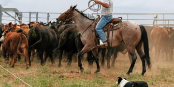 Global warming is ruining their way of life. These Colorado ranchers demand accountability