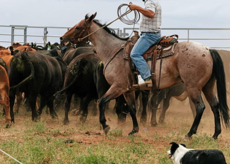 Global warming is ruining their way of life. These Colorado ranchers demand accountability