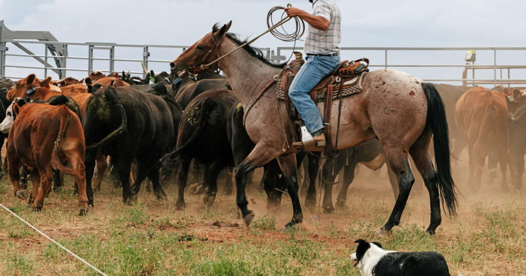 Global warming is ruining their way of life. These Colorado ranchers demand accountability